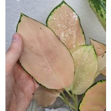 Аглаонема Орандж Кочин / Aglaonema Orange Cochin