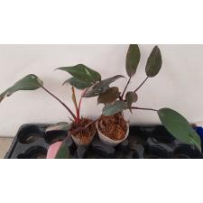 philodendron pink queen  350p