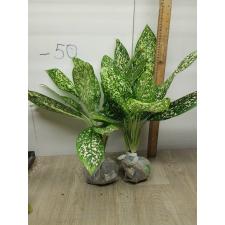 Aglaonema Pet ra cha A-120