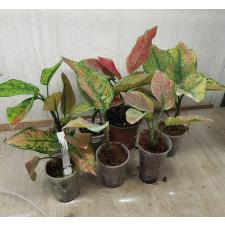 Aglaonema Heng Heng - green A-28
