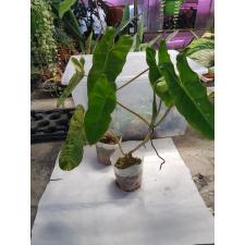 Philodendron paraiso verde 2-3 листа черенки