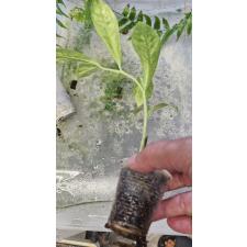 Замиокулкас замифолия варегатная (Длинный лист) / Zamioculcas zamiifolia variegated (long leaf)