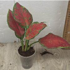 Aglaonema Subchoa A-36