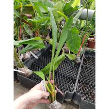 Philodendron 'Silver Leaf' 562/1
