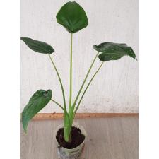 Alocasia cucullata var pot 