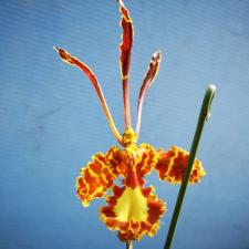 Психопсис «Марипоса» / Pyp. Mariposa