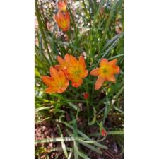 Zephyranthes Bright eye