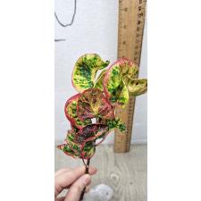 Codiaeum A25 Lady bug Уценка