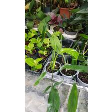 philodendron sp holtonianum 10 cm pot