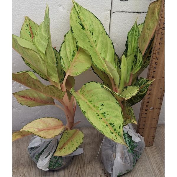 Аглаонема Лаки / Aglaonema Lucky A-54