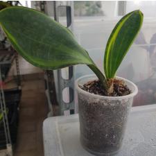Sansevieria masoniana variegata (T05)(USA clone)