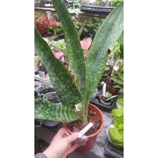 Sansevieria grandis zuluensis 3+lev pot