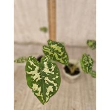 Alocasia Hilo Beauty (Xanthocaladium Hilo Beauty)