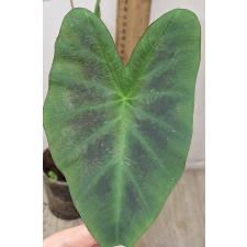Колоказия эскулента "Кинто Алоха" /  Colocasia Esculenta 'cintho Aloha'