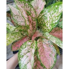 Aglaonema P-31 Looklamsam