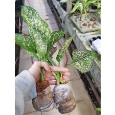 Aglaonema BA-1 Rub gold 900р