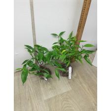 Kopsia sp.(T02)(white flower) 160