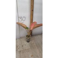 Aglaonema Pinky Banana A-48