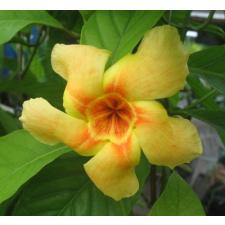 Odontadenia macrantha 206/1