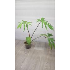 Philodendron sp. уценка 1100p