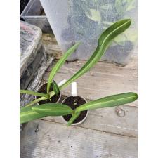 Hippeastrum sp.(T01) variegated (pink flower)