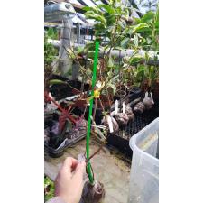 Psidium Super Dwarf (not wavy leaf) 643