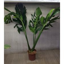 Monstera sp.(T04) Southern Thailand (Siam Monstera)