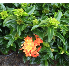 Ixora Orange Twist. 166/1