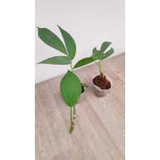 Rhaphidophora sp pot 550p