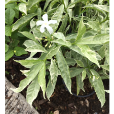 Tabernaemontana divaricata 'Silver leaf'