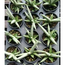 Sansevieria Boncel (Silver 683