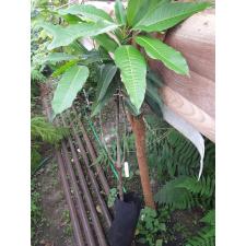 Mangifera indica 'Choke Anan' (grafted) 270