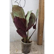 Калатея вагината / Calathea vaginata