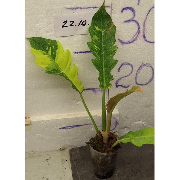 Филодендрон Кольцо огня / philodendron ring of fire (S)