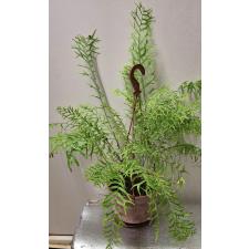 Nephrolepis falcata 'Furcans' (compact form)