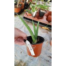 sansevieria patens 709