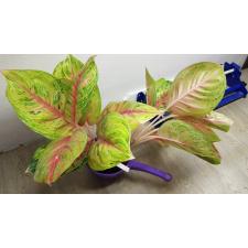 Aglaonema Ruay Larb (L) 30A  november.