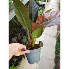 Philodendron 'imperial Red'  pot уценка 800р
