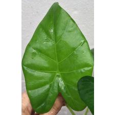 Алоказия Макрориза / alocasia macrorrhiza