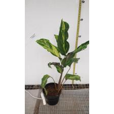 Calathea louisae 'Electric shock' pot