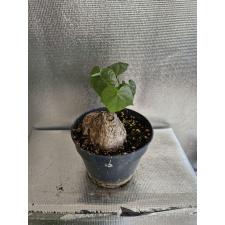 sterculia colorata caudex round