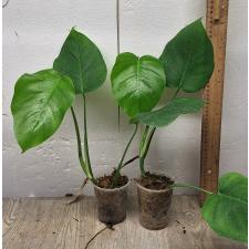 Monstera deliciosa (S)