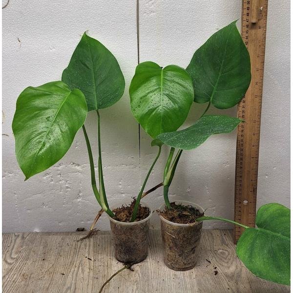 Монстера деликоса. / Monstera deliciosa (S)