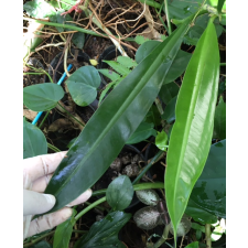 Philodendron 'Silver Leaf' 385