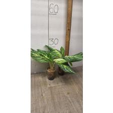 Aglaonema Sethee Permsub стакан S