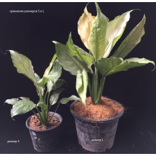 Spathiphyllum Spilt Milk (No.1)(S).
