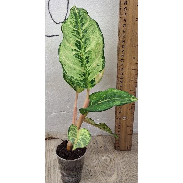 Aglaonema Lucky Green pot