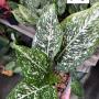 Aglaonema P-3 world heritage