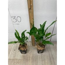 Microsorum scolopendra compact - Laua'e in Hawaii