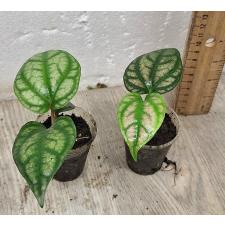 Перец Крокеум / Piper croceum